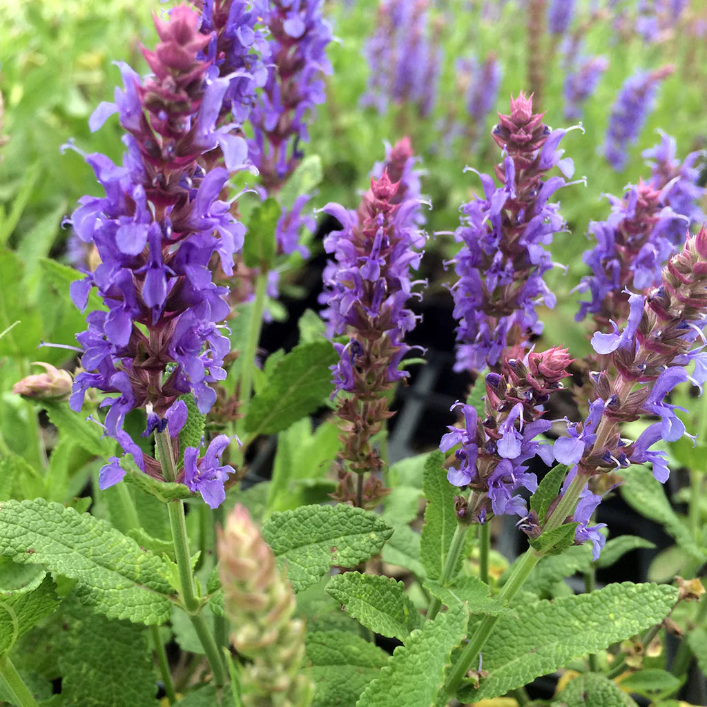 Sage Blumensamen zur Aussaat robust Sorte Traditionssorte & ohne Gentechnik Samen Hausgarten