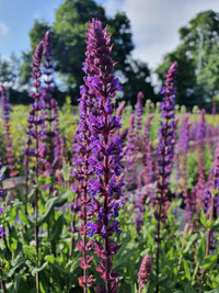 Nemorosa Blumensamen zur Aussaat – robust Sorte – Traditionssorte & ohne Gentechnik Samen Hausgarten