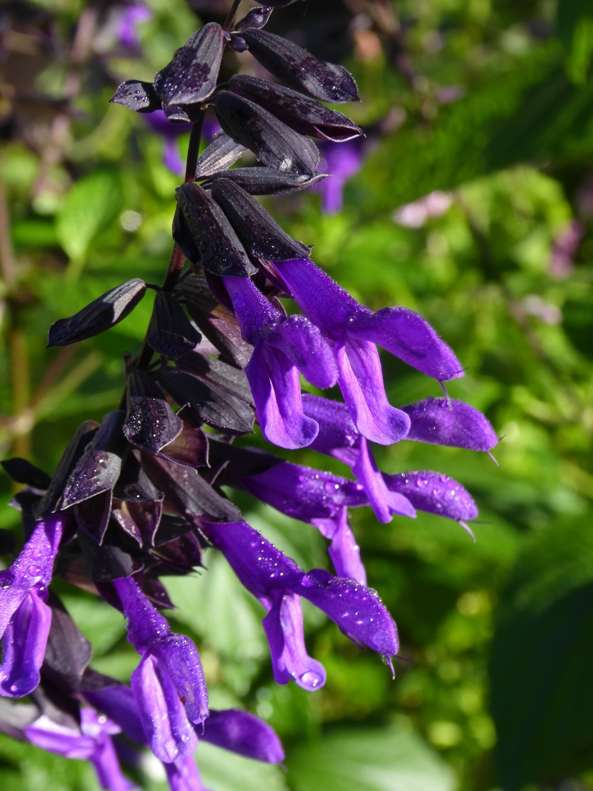 Sage Blumensamen zur Aussaat Anzucht Traditionssorte & ohne Gentechnik Samen Hausgarten