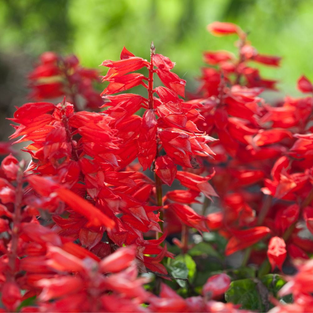 tief Rot Scarlet Sage Blumensamen – Blumensamen zur Aussaat – kompakt Wuchs – Traditionssorte & ohne Gentechnik Samen Hausgarten