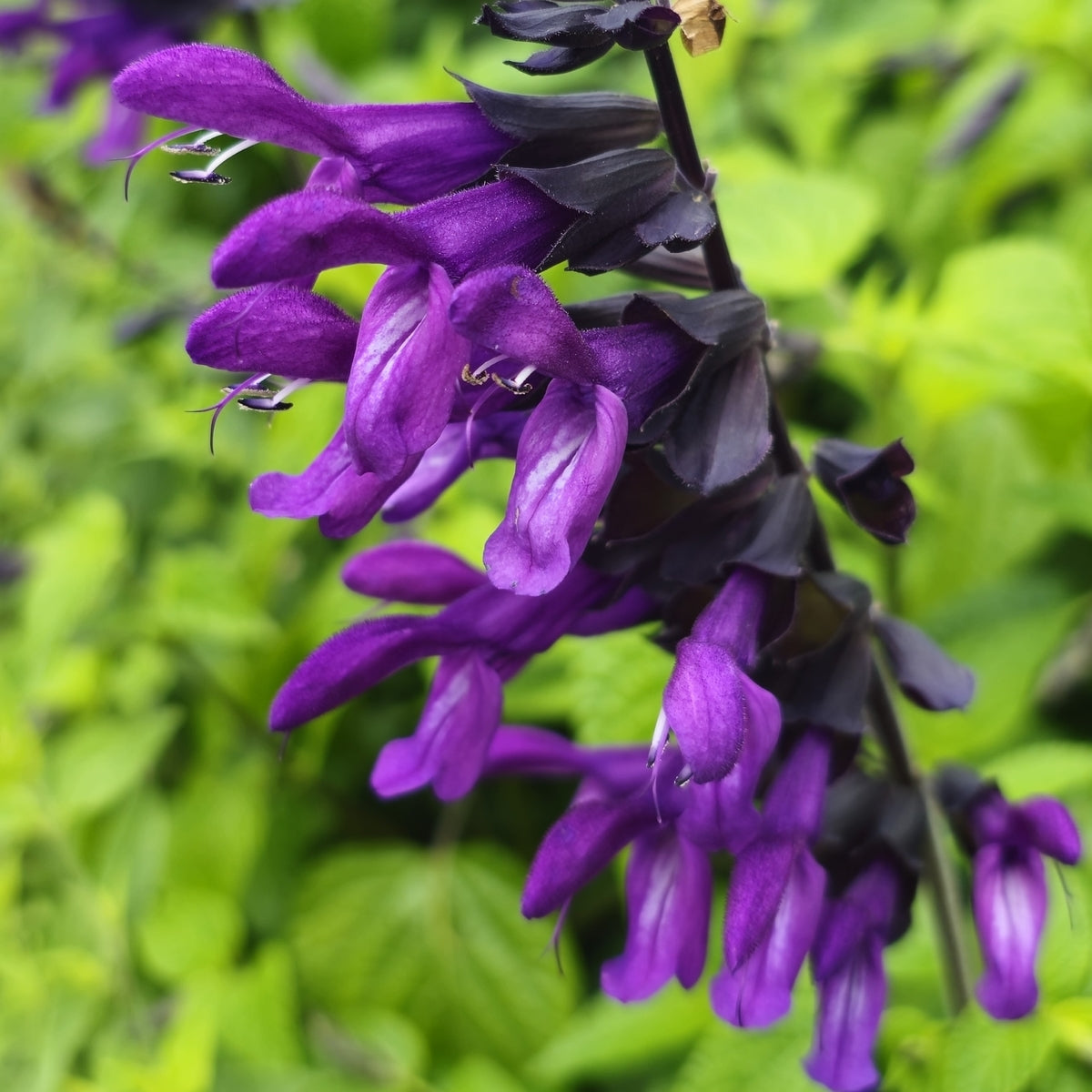 Sage Blumensamen zur Aussaat Anzucht Traditionssorte & ohne Gentechnik Samen Hausgarten