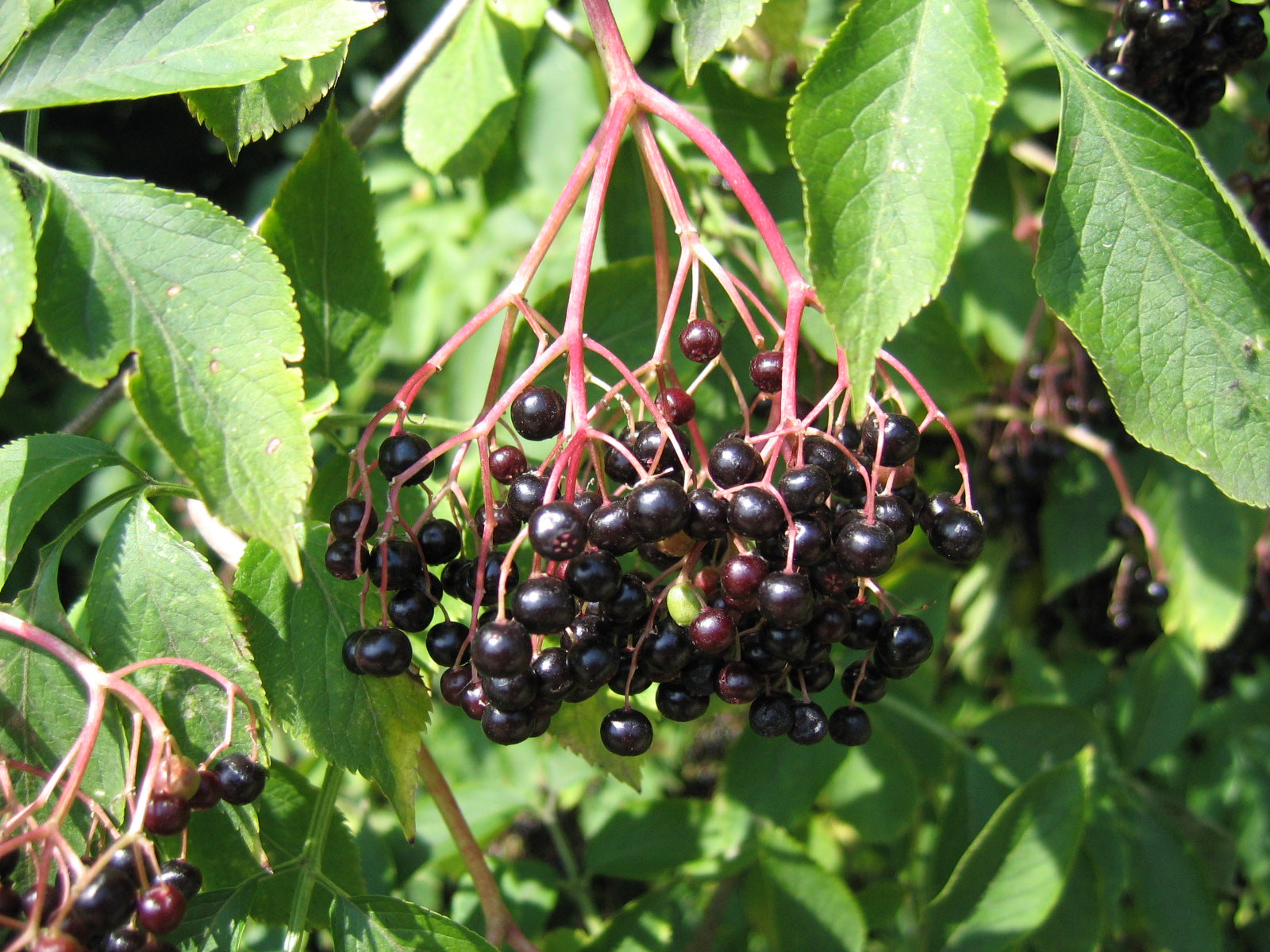 Sambucus nigr Samen für einfaches Anpflanzen