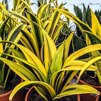 Gelb Grün Sansevieria zur Aussaat Garten beliebt Traditionssorte & ohne Gentechnik Samen Hausgarten