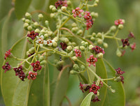 Santalum Album Blumensamen zur Aussaat pflegeleicht Traditionssorte & ohne Gentechnik Samen Hausgarten