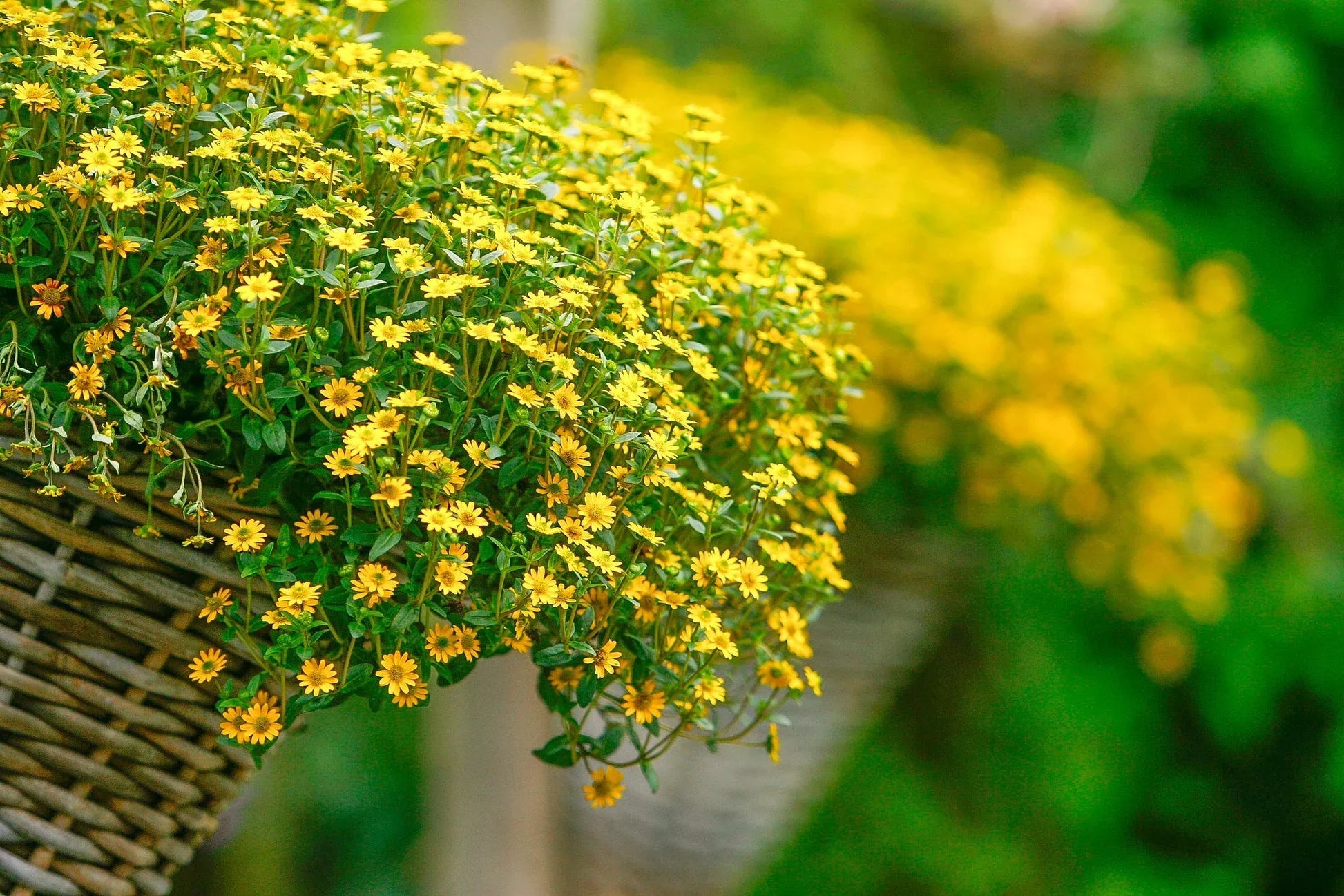 Sanvitalia procumbens gelb blumen