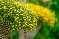 Sanvitalia procumbens gelb blumen