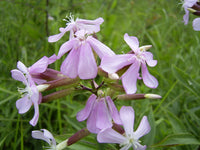 Saponaria Blumensamen zur Aussaat sonnenliebend Traditionssorte & ohne Gentechnik Samen Hausgarten