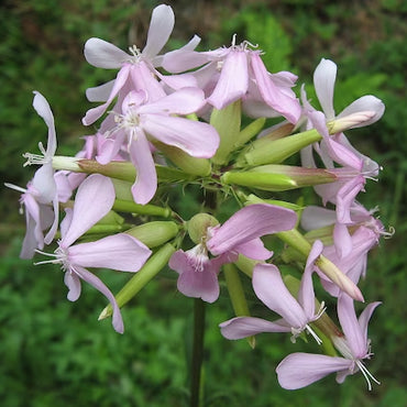 Saponaria Blumensamen zur Aussaat – leuchtend Blüten – Traditionssorte & ohne Gentechnik Samen Hausgarten