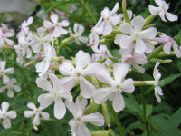 Saponaria Blumensamen zur Aussaat sonnenliebend Traditionssorte & ohne Gentechnik Samen Hausgarten