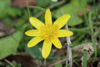 Celandine Blumensamen zur Aussaat Bestäuber freundlich Traditionssorte & ohne Gentechnik Samen Hausgarten