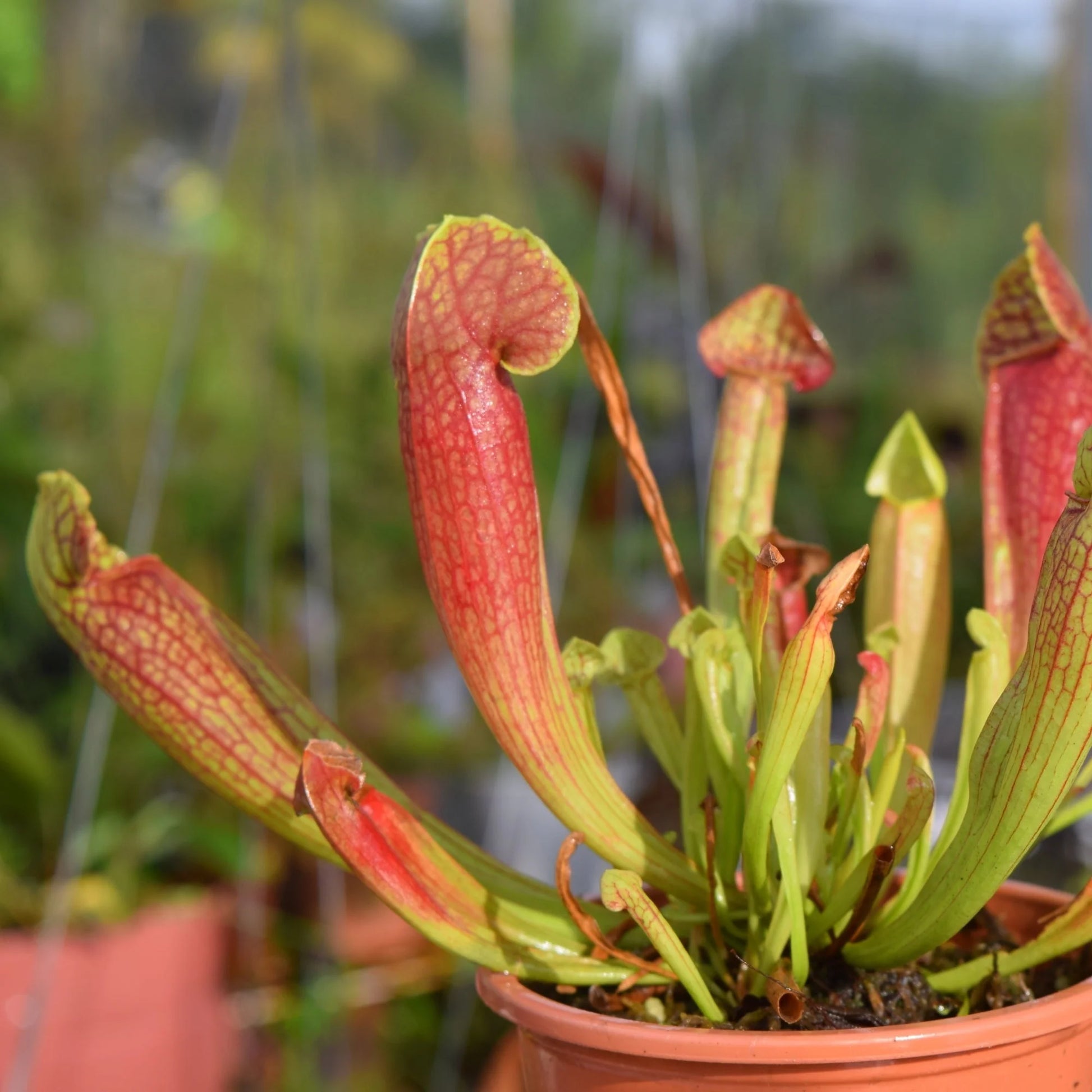 Sarracenia Blumensamen zur Aussaat – Wildblume Mischung – Traditionssorte & ohne Gentechnik Samen Hausgarten