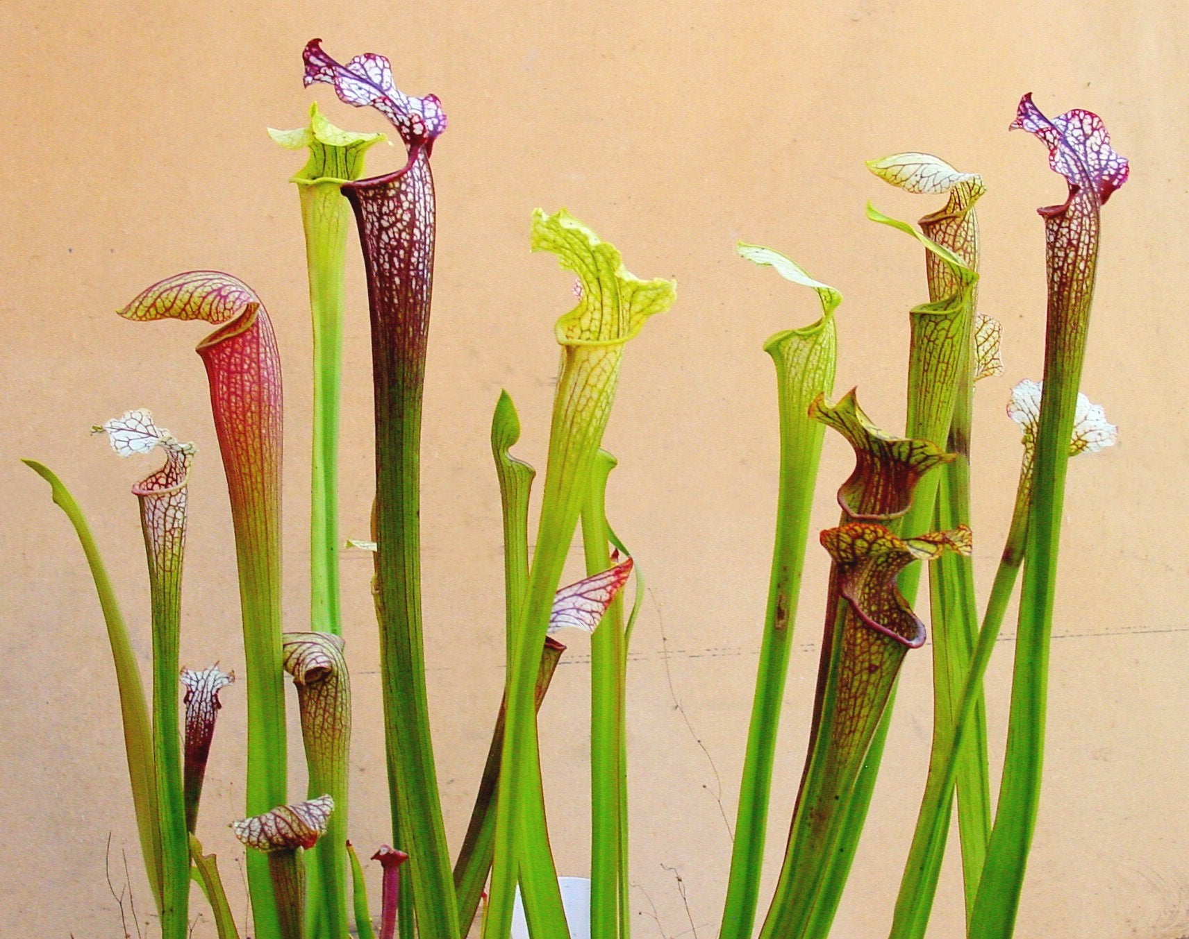 Sarracenia Blumensamen zur Aussaat – Wildblume Mischung – Traditionssorte & ohne Gentechnik Samen Hausgarten