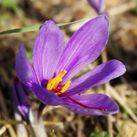 Mini Violett dunkel Rot Blumensamen zur Aussaat – selten Sorte