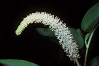 Lizard’s Tail (Saururus cernuus) Blumensamen – Traditionssorte ohne Gentechnik Sorte Hausgarten Aussaat