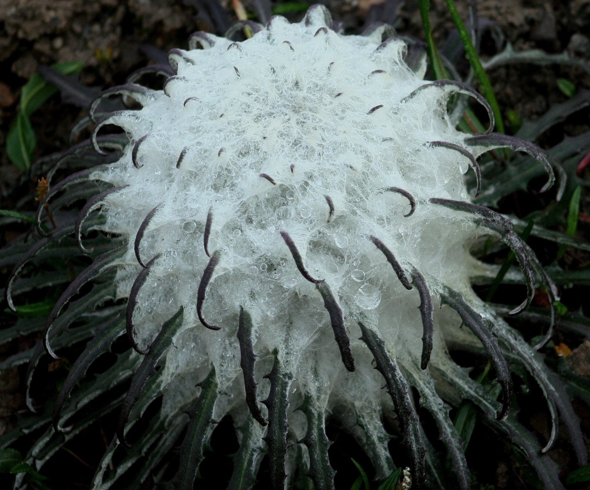 Saussurea Blumensamen zur Aussaat hochwertige Qualitäts- Traditionssorte & ohne Gentechnik Samen Hausgarten