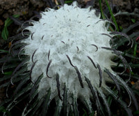 Saussurea Blumensamen zur Aussaat hochwertige Qualitäts- Traditionssorte & ohne Gentechnik Samen Hausgarten