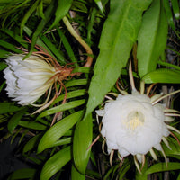 Epiphyllum Oxypetalum Blumensamen zur Aussaat – Bestäuber freundlich – Traditionssorte & ohne Gentechnik Samen Hausgarten
