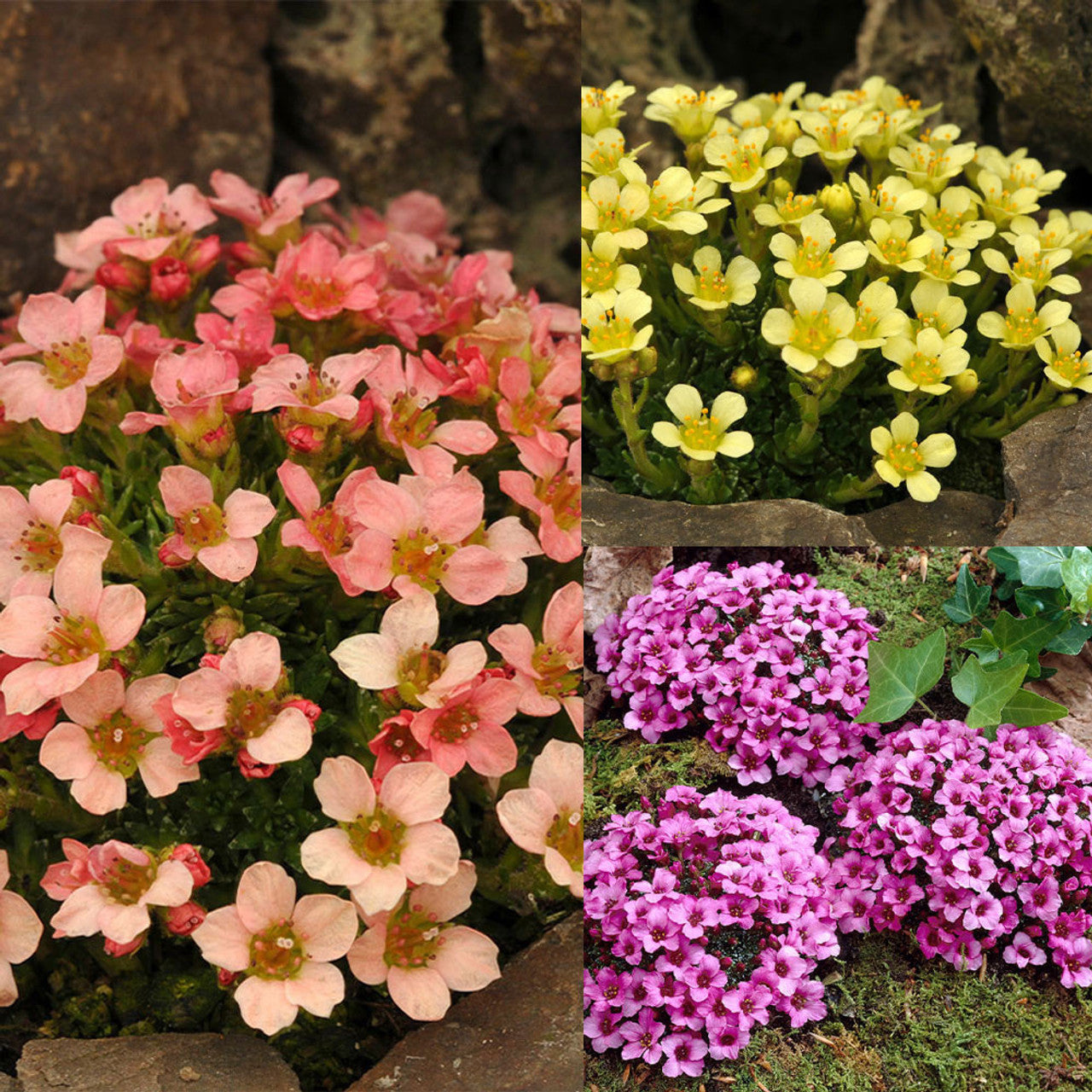 Saxifraga mossi samen - enhance your garten anpflanzung blume