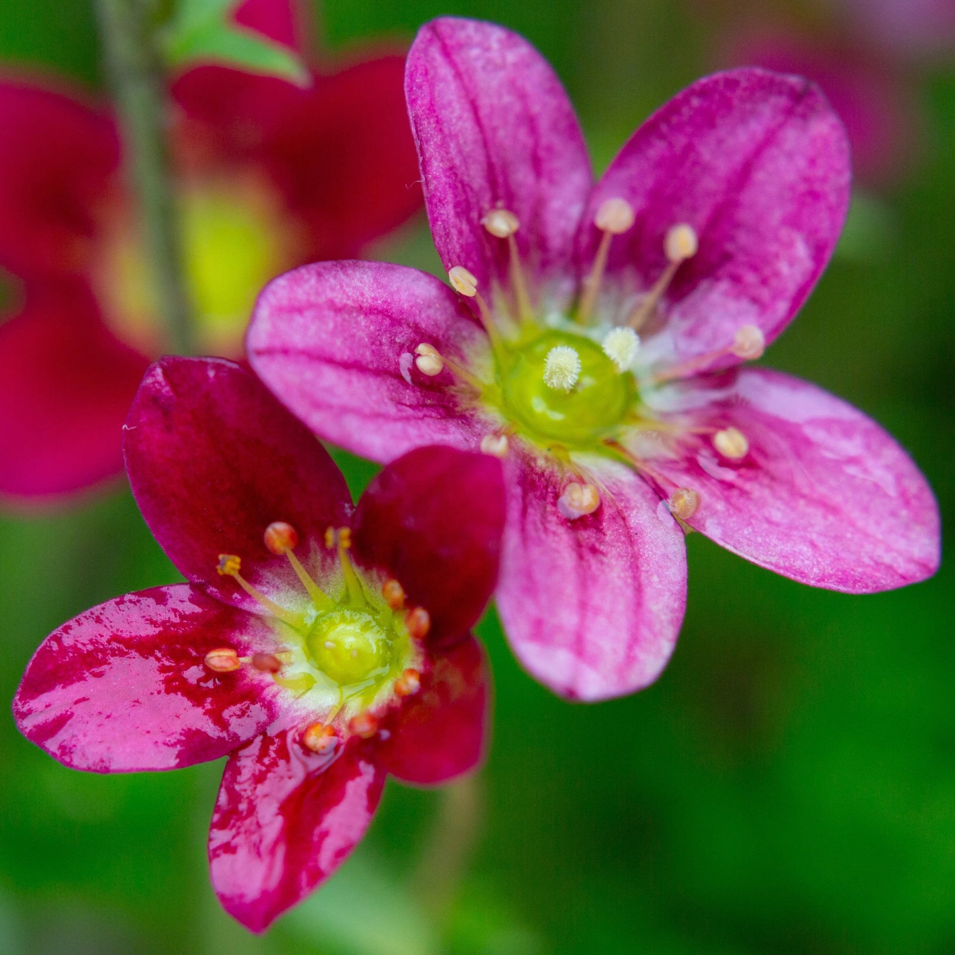 Rosa Saxifraga Blumensamen zur Aussaat farbenfroh Schau Traditionssorte & ohne Gentechnik Samen Hausgarten