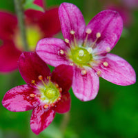 Rosa Saxifraga Blumensamen zur Aussaat farbenfroh Schau Traditionssorte & ohne Gentechnik Samen Hausgarten