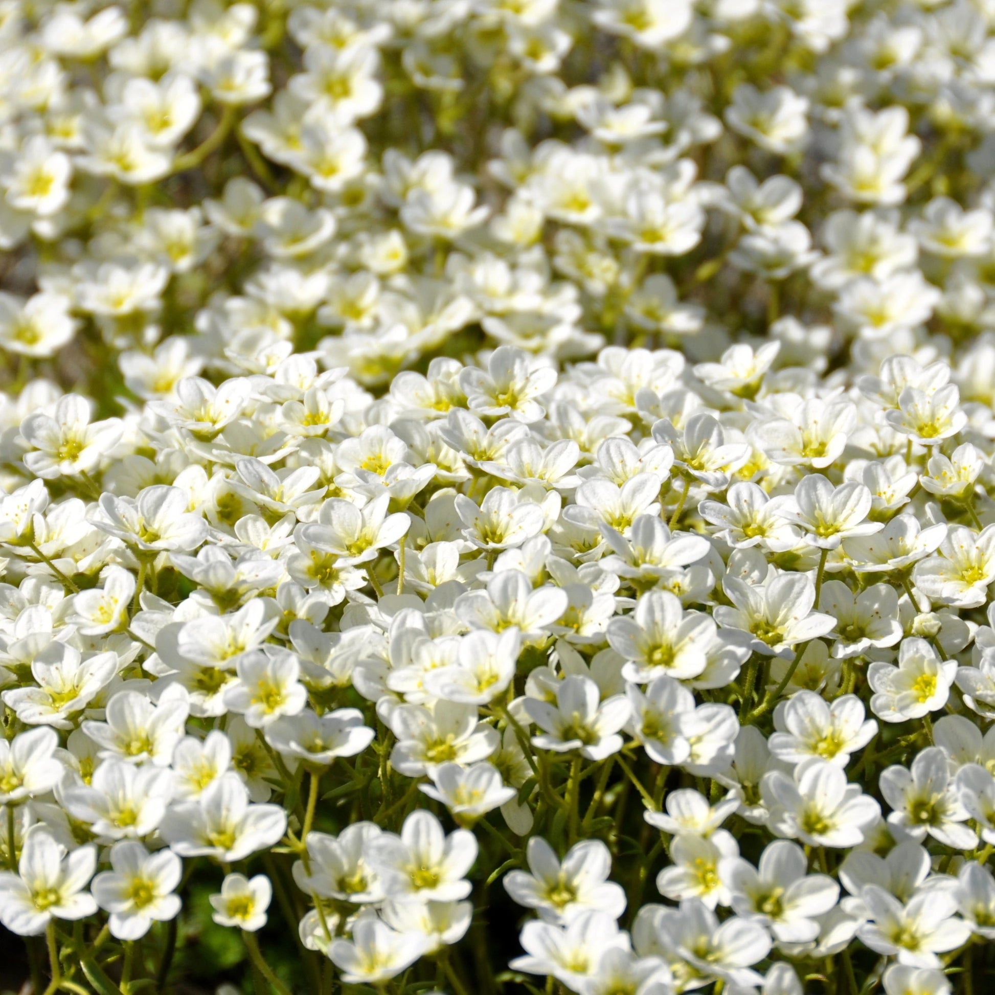 Weiß Blush Saxifraga Blumensamen zur Aussaat – saisonal Dauerblüher – Traditionssorte & ohne Gentechnik Samen Hausgarten