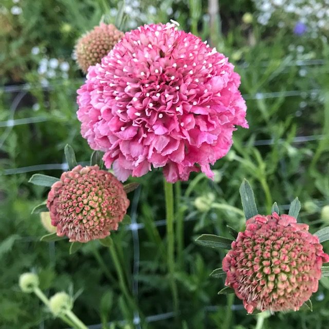Rosa scabiosa blume samen for anpflanzung - fragrant blossoms, heirloom & gmo free samen for home garten
 
 sale samen for anpflanzung in home garten