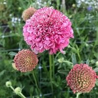 Rosa scabiosa blume samen for anpflanzung - fragrant blossoms, heirloom & gmo free samen for home garten
 
 sale samen for anpflanzung in home garten