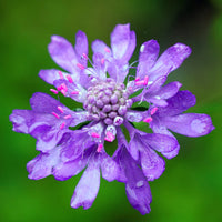 Lila Pincushion Blumensamen zur Aussaat – Landhaus Garten wichtig – Traditionssorte & ohne Gentechnik Samen Hausgarten