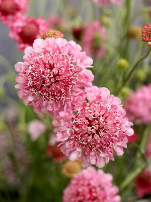 Scabiosa Blumensamen zur Aussaat – farbenfroh Schau – Traditionssorte & ohne Gentechnik Samen Hausgarten