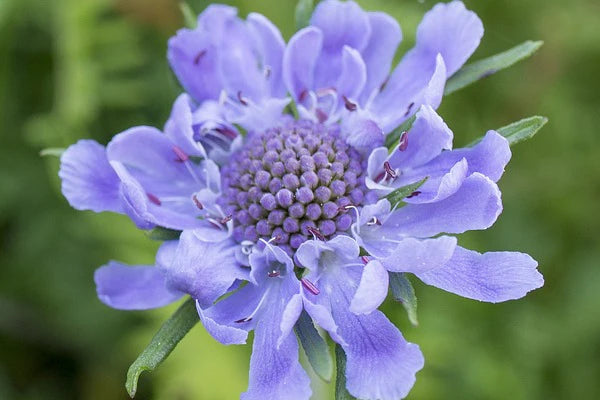 Scabiosa Blumensamen zur Aussaat – farbenfroh Schau – Traditionssorte & ohne Gentechnik Samen Hausgarten