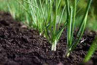 Green Scallion Samen zum Pflanzen - Gemüse Garden Essentials
