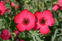 Scarlet Flax Blumensamen zur Aussaat leuchtend Blüten Traditionssorte & ohne Gentechnik Samen Hausgarten