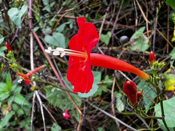 Ipomea Blumensamen zur Aussaat – Wildblume Mischung – Traditionssorte & ohne Gentechnik Samen Hausgarten