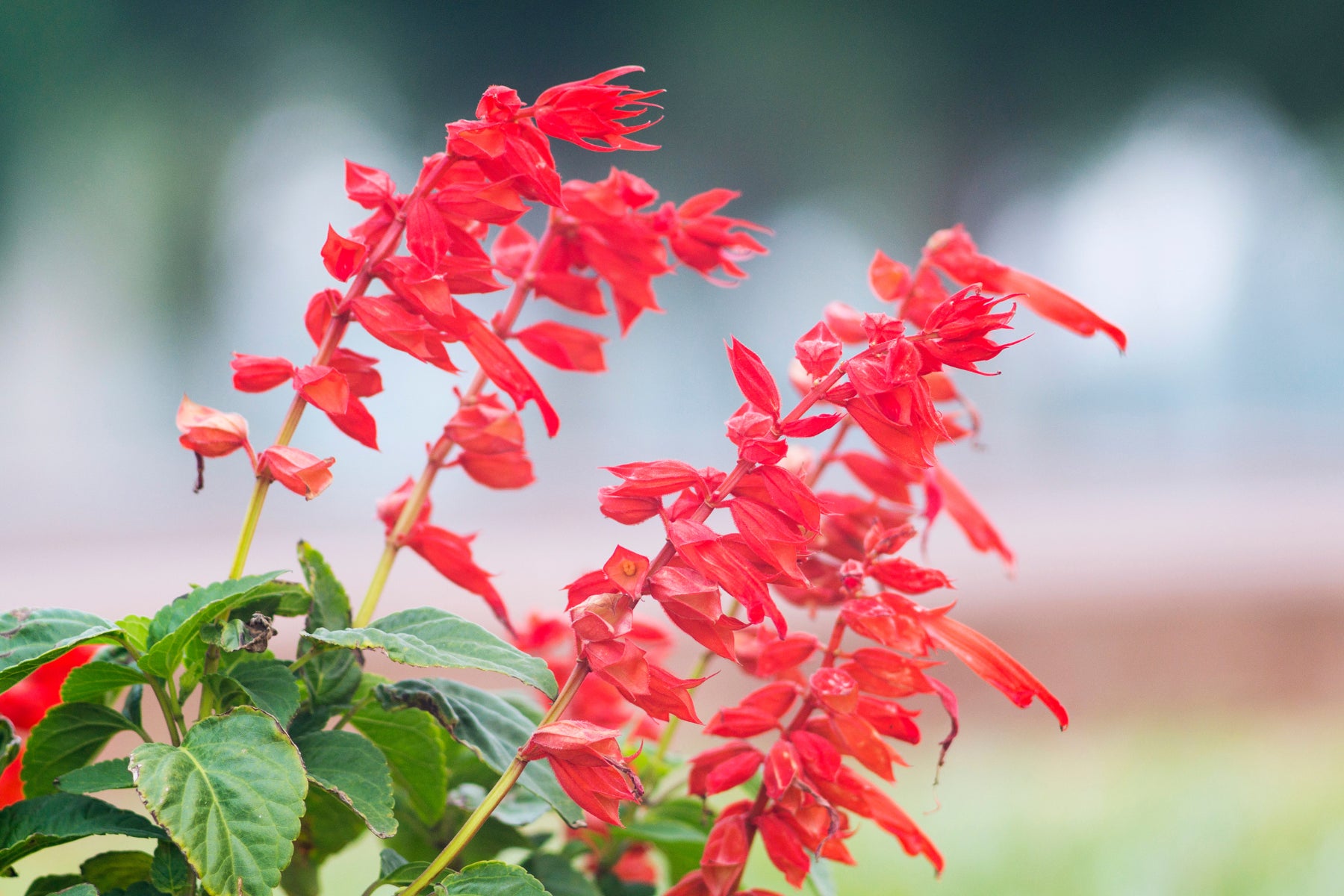 tief Rot Scarlet Sage Blumensamen – Blumensamen zur Aussaat – kompakt Wuchs – Traditionssorte & ohne Gentechnik Samen Hausgarten