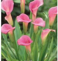 hell Rosa Calla Blumensamen zur Aussaat Halbschatten verträglich Traditionssorte & ohne Gentechnik Samen Hausgarten