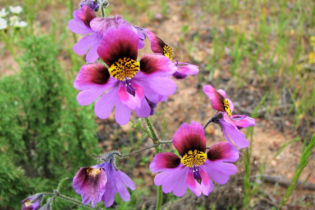 Lila Schizanthus Blumensamen zur Aussaat – Drought verträglich – Traditionssorte & ohne Gentechnik Samen Hausgarten