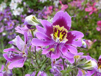 Traditionssorte Schizanthus Blumensamen zur Aussaat Halbschatten verträglich Traditionssorte & ohne Gentechnik Samen Hausgarten