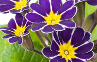 Blau Schlüsselblume Blumensamen einfache Aussaat