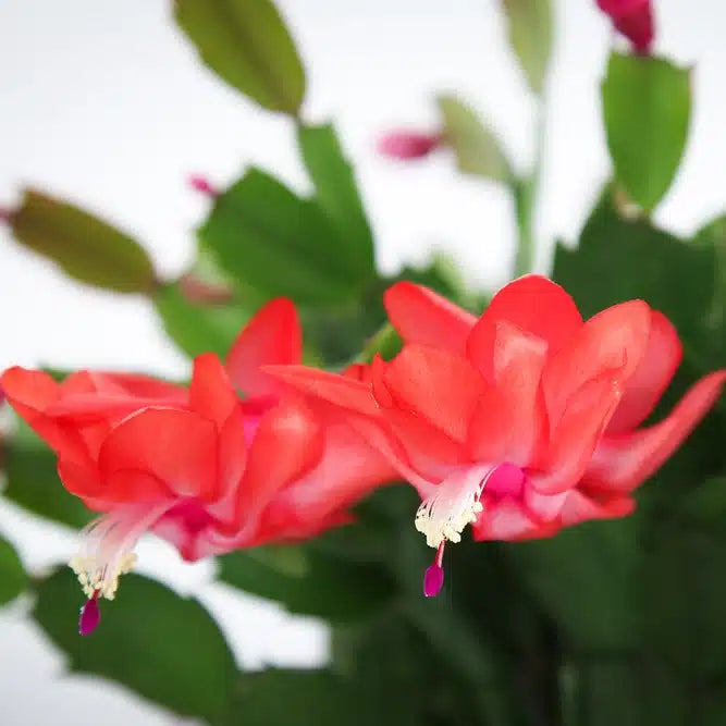 Non gmo rot schlumbergera samen