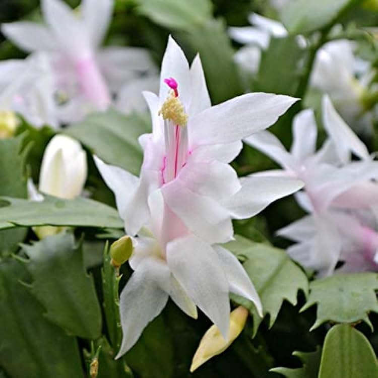 Non gmo weiß schlumbergera samen