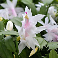 Non gmo weiß schlumbergera samen