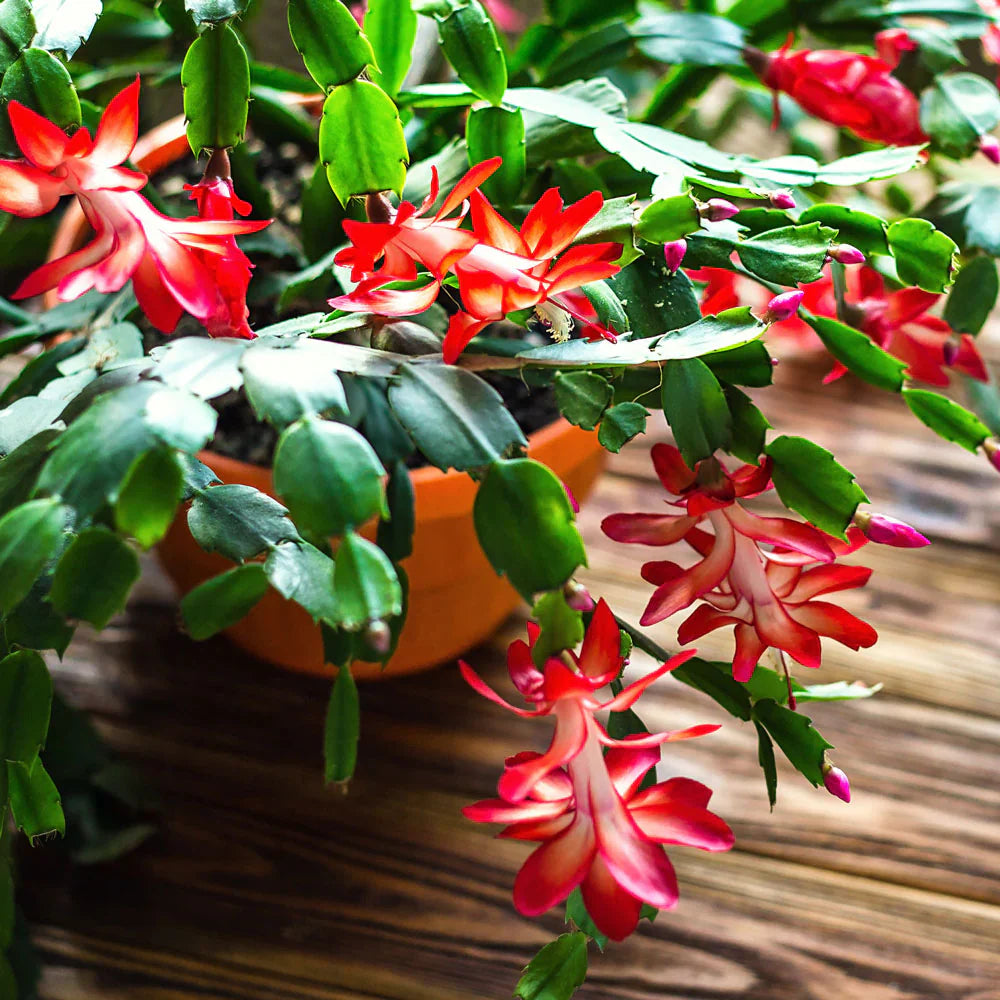Ornamental rot schlumbergera samen for gardens
