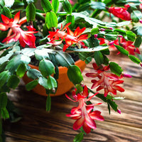 Ornamental rot schlumbergera samen for gardens