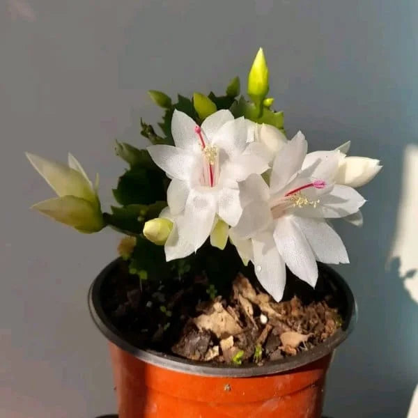 Weiß schlumbergera flowering samen for gardens