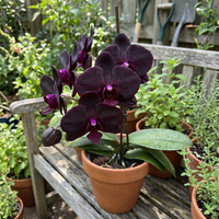 Schwarze Orchideen Samen