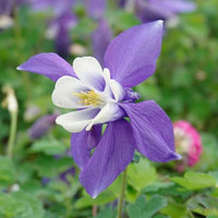 Akelei Coerulea Samen zur Aussaat – Blau & Weiß Blumen