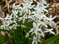 Scilla Siberica Blumensamen zur Aussaat – farbenfroh Schau – Traditionssorte & ohne Gentechnik Samen Hausgarten