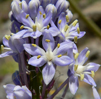 Merwilla Blumensamen zur Aussaat – saisonal Dauerblüher – Traditionssorte & ohne Gentechnik Samen Hausgarten