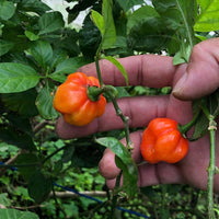 Premium Bonnet Gemüsesamen - Easy Planting Guide Included