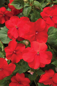 Impatiens Sonne und Halbschatten Scarlet Samen zur Aussaat Classic Rot Blumen